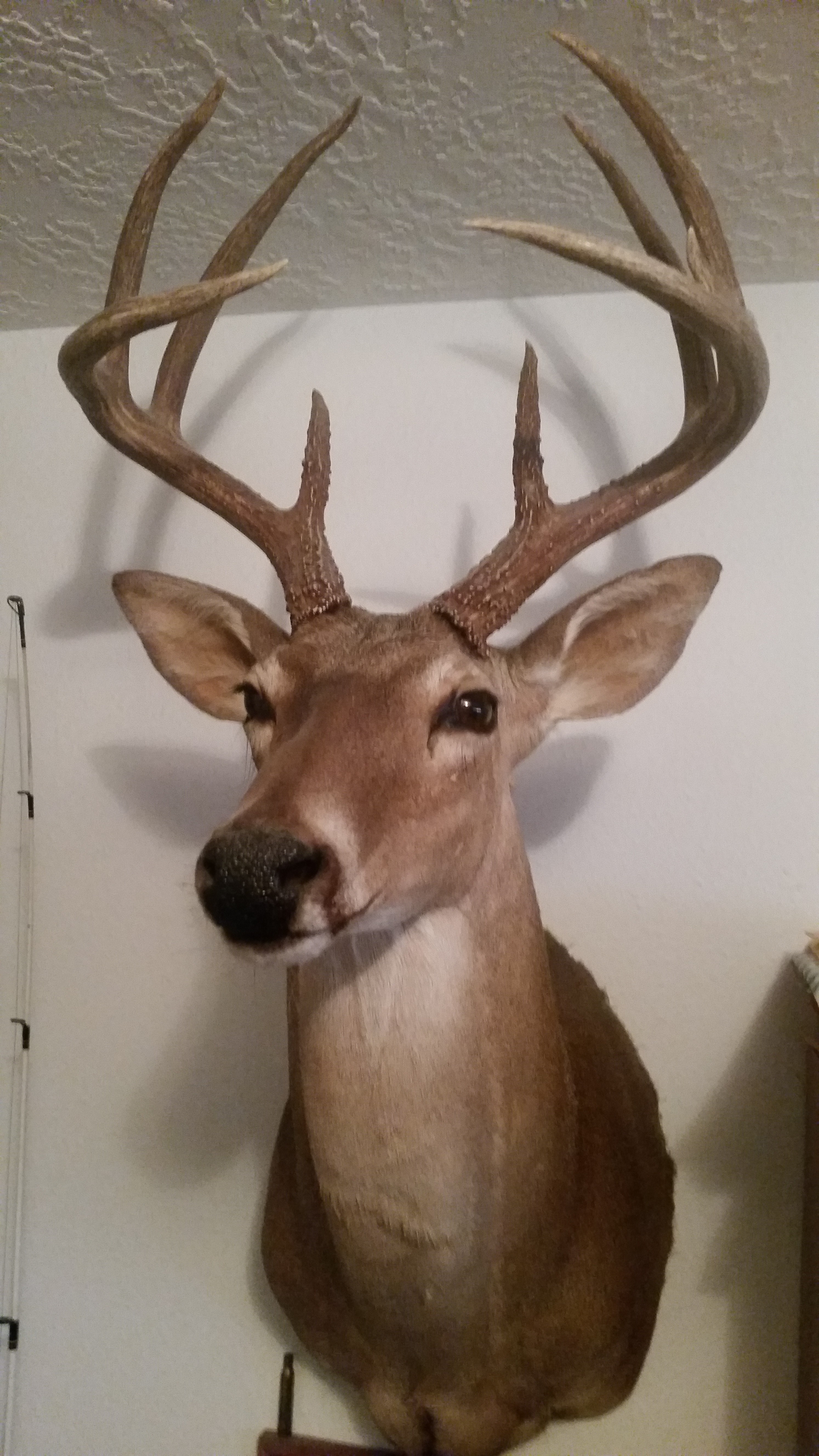 9-point-whitetail-deer-shoulder-mount-exoticlivestock