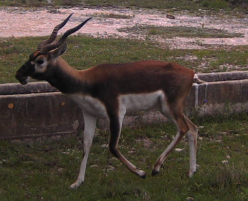 Excellent breeder blackbuck